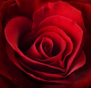 shutterstock_70205677