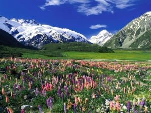 new-zeland-zealand-the-free-spring-meadow