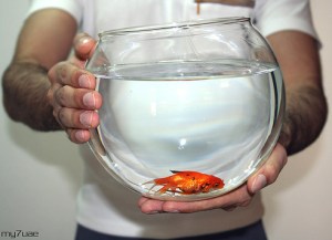 fish