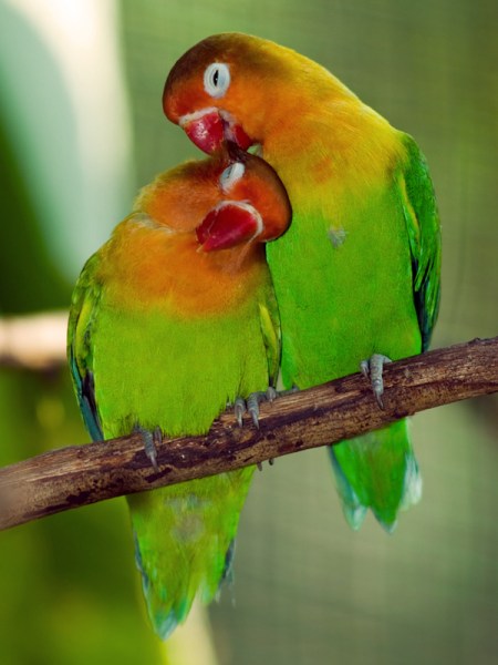 zzzzlovebirds